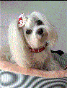Stella Leather Swarovski Crystal Dog Collar