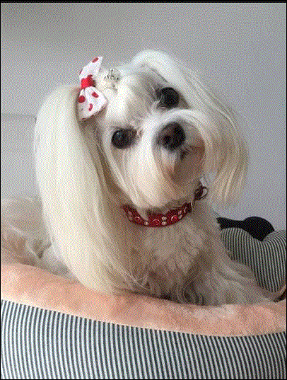 Stella Leather Swarovski Crystal Dog Collar