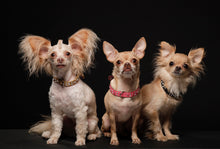 Load image into Gallery viewer, Stella Jewel 2 Tone Cluster Leather Dog Collar - Around The Collar NY