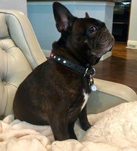 Load image into Gallery viewer, Dog Collar Models Product vendor
