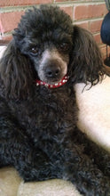 Load image into Gallery viewer, Stella Jewel 2 Tone Cluster Leather Dog Collar
