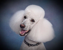 Load image into Gallery viewer, Stella Jewel 2 Tone Cluster Leather Dog Collar - Around The Collar NY