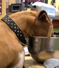 Cargar imagen en el visor de la galería, Bells Leather Dog Collar with Nickel Stud Cluster 
