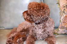 Load image into Gallery viewer, Stella Jewel 2 Tone Cluster Leather Dog Collar - Around The Collar NY