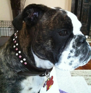 Stella Jewel 2 Tone Cluster Leather Dog Collar - Around The Collar NY