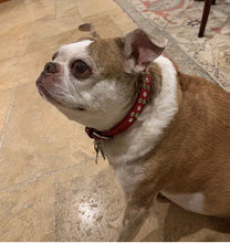 Load image into Gallery viewer, Callie Leather Christmas Dog Collar with Austrian Crystal Cluster