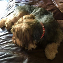 Load image into Gallery viewer, Stella Jewel Cluster Christmas Dog Collar Product vendor
