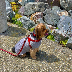 Classic Leather Step-In Dog Harness