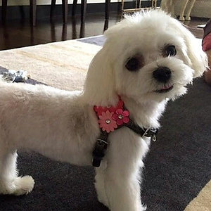 Triple Flower Leather Step-In Dog Harness Product vendor
