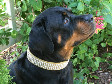 Macky 4 Row Swarovski Crystal Leather Dog Collar - Around The Collar NY