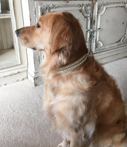 Ava Double Row Close Crystal Leather Dog Collar - Around The Collar NY