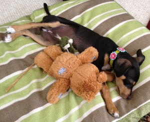 Penelope Flower Leather Dog Collar with Crystals on Flower & Collar Product vendor