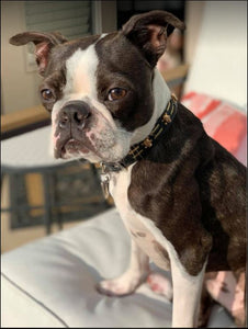 Huck Leather Dog Collar with 2 Row Insert & Skull Head