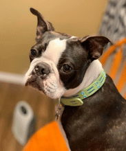 Load image into Gallery viewer, Huck Leather Dog Collar with Double Row Inserts &amp; Double Row Austrian Crystals Product vendor