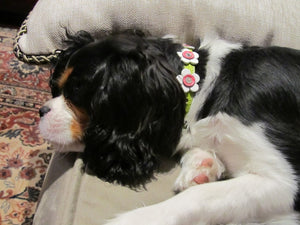 Riley Leather Flower Dog Collar