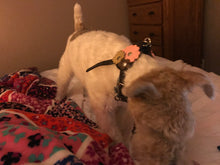 Load image into Gallery viewer, Triple Flower Leather Step-In Dog Harness Product vendor