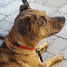 Load image into Gallery viewer, Malka Crystal Leather Dog Collar Product vendor