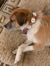 Load image into Gallery viewer, Penelope Flower Leather Dog Collar with Crystal on Flower