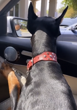 Cargar imagen en el visor de la galería, Bells Nickel Stud Cluster Wider Width Dog Collar - Around The Collar NY