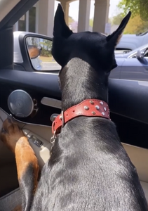 Bells Nickel Stud Cluster Wider Width Dog Collar - Around The Collar NY