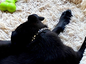 Jaxon Leather Dog Collar with Nickel Eyelet & Stud Cluster