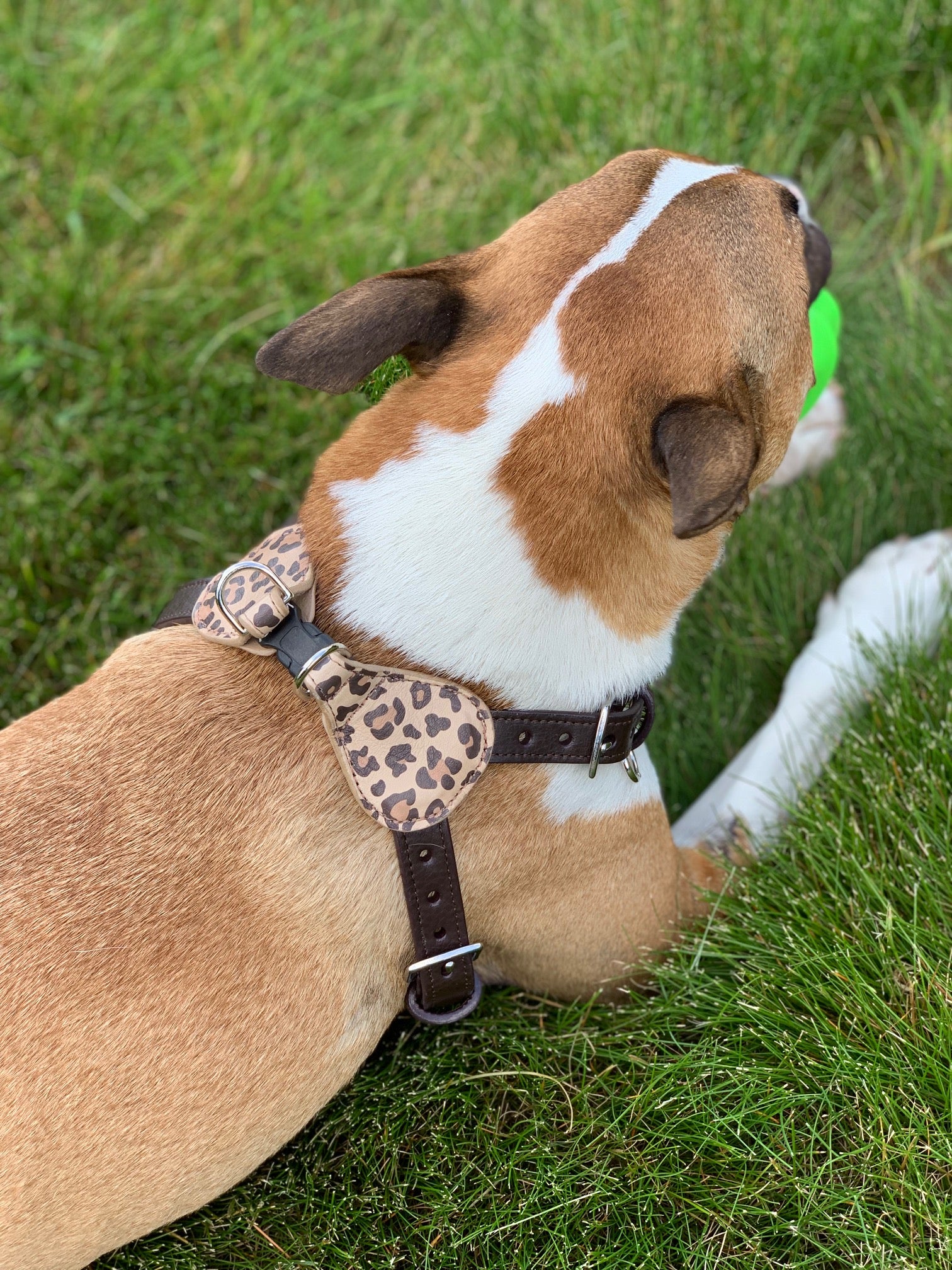 Step-In Dog Harness