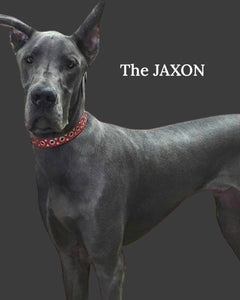 Jaxon Leather Dog Collar with Nickel Eyelet & Stud Cluster