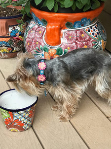 Penelope Flower Leather Dog Collar with Crystals on Flower & Collar Product vendor