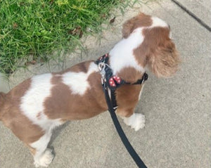 Ladybug leather step in dog harness