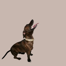 Load image into Gallery viewer, Lincoln Leather Dog Collar with Nickel Stars and Swarovski Jewel Cluster - Around The Collar NY
