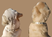 Load image into Gallery viewer, Lincoln Leather Dog Collar with Nickel Stars and Swarovski Jewel Cluster - Around The Collar NY