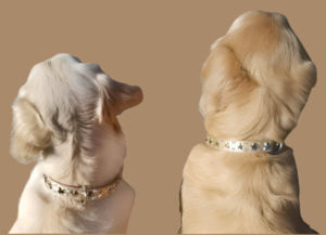 Lincoln Leather Dog Collar with Nickel Stars and Swarovski Jewel Cluster - Around The Collar NY