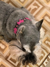 Load image into Gallery viewer, Malka wearing her leather dog collar