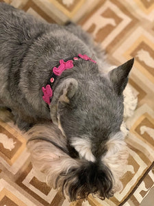Malka wearing her leather dog collar