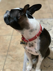 Huck Red and White leather dog collar with crystals by Around the Collar