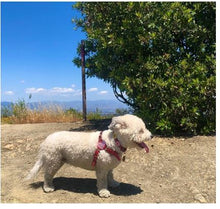 Load image into Gallery viewer, Heart Leather Step-In Dog Harness Product vendor