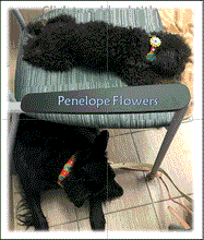 Load image into Gallery viewer, Penelope Flower Leather Dog Collar with Crystal on Flower