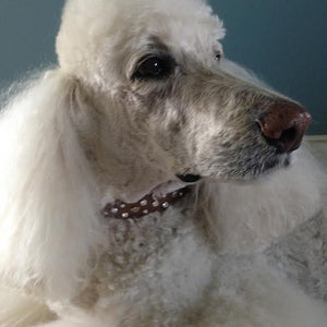 Bella crown crystal leather dog collar