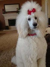 Load image into Gallery viewer, Stella Jewel Cluster Christmas Dog Collar Product vendor