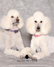 Load image into Gallery viewer, Stella Jewel 2 Tone Cluster Leather Dog Collar