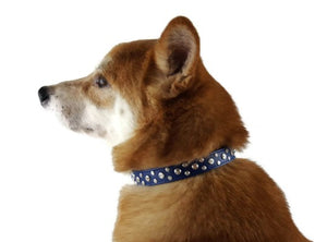 Dog Collar Models