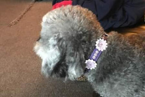 Rumi leather flower collar with 3 Swarovski crystals on strap between flowers and on flower - Around The Collar NY