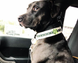 Thomas in shamrock white & green leather dog collar