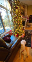 Load image into Gallery viewer, Stella Jewel Cluster Christmas Dog Collar Product vendor