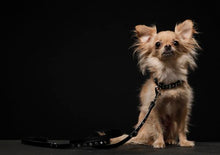 Load image into Gallery viewer, Stella Jewel Cluster Christmas Dog Collar Product vendor