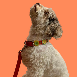 Brady Double Disc Leather Dog Collar with Crystals on Disc and Collar Product vendor