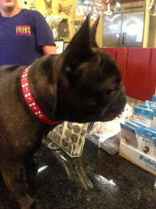 Stella Jewel 2 Tone Cluster Leather Dog Collar - Around The Collar NY