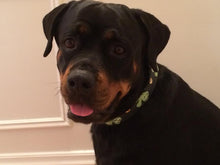 Load image into Gallery viewer, Shamrock Wide Leather Dog Collar Product vendor