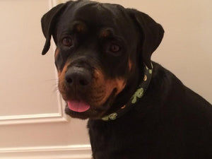 Shamrock Wide Leather Dog Collar Product vendor